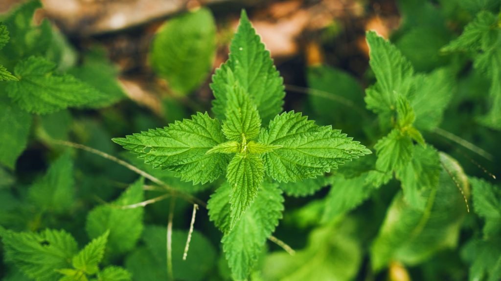 Stingingnettle gettyimages 615621454 b580b1c323974c40823313e1c8504ee0 1024x576