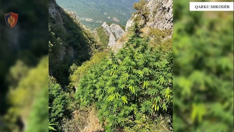 1724402494 1724402296shkoder