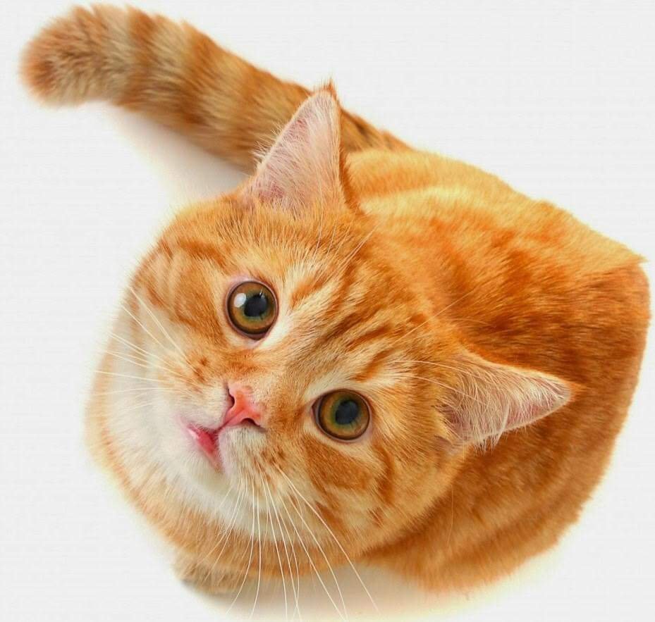 28378247 187896801811126 4373059982730167873 n