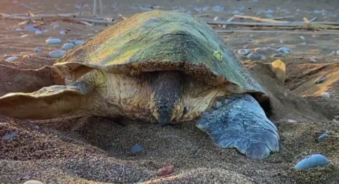 Breshkat e ujit 1024x556