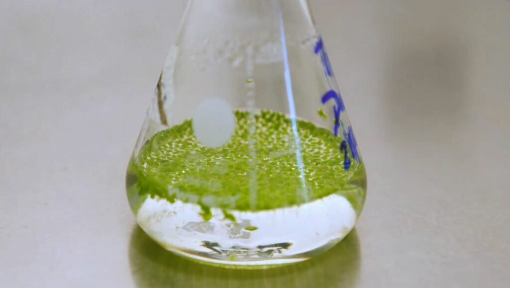 Kultivimi i bimeve ne mars 1024x579